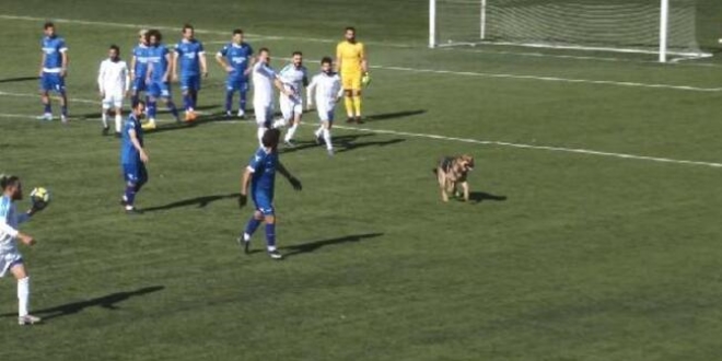 Tunceli'de sahaya köpek girdi, maç durdu