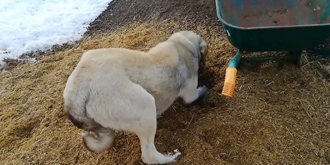 Anne köpek ölen yavrusunu kendi gömdü
