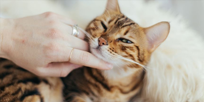 Koronavirüste 'kedi' iddiası asılsız