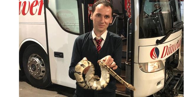 Yolcu otob�s�nde valizden ka�an piton pani�e neden oldu