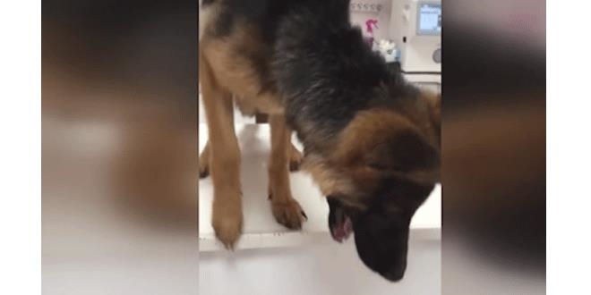 Kayseri'de köpeğini döven kişiye para cezası verildi