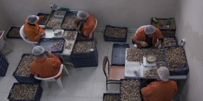 Cezaevinden Avrupa'ya 20 milyonluk salyangoz ihracat�