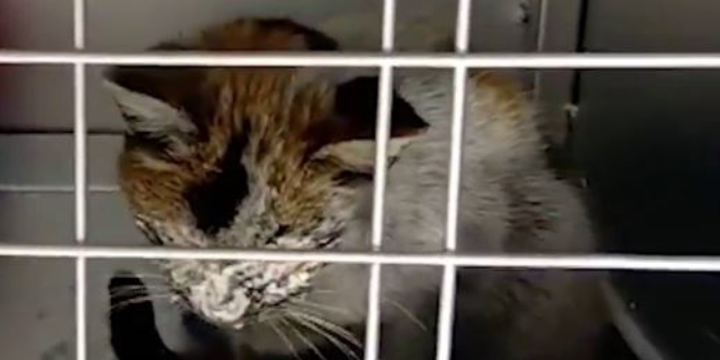 Enkaz alannda bulunan hasta kediye AFAD sahip kt