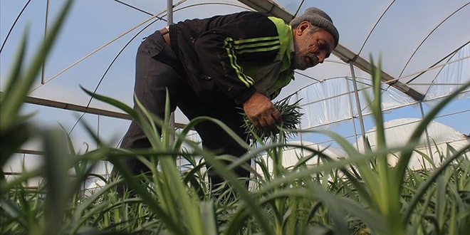 Tarım işçisiydi sera kurup çiçek üreticisi oldu