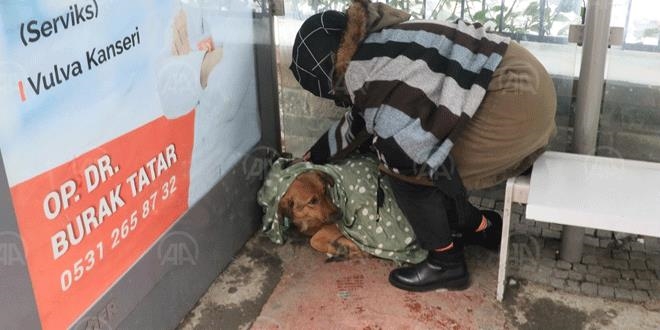 Soğukta otobüs durağına sığınan köpeğe vatandaşlar sahip çıktı