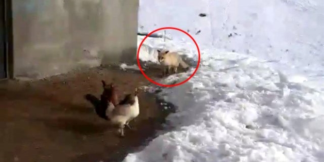 Tavuklarını yemek isteyen tilkiyle dakikalarca sohbet etti