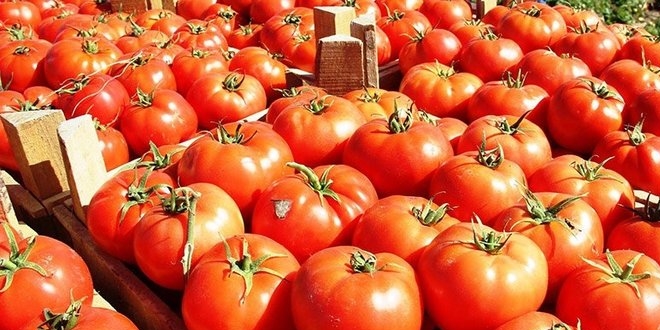 Eksi 46 derecede domates yetitiriliyor