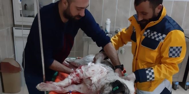 Yaralı köpeğe polis şefkati
