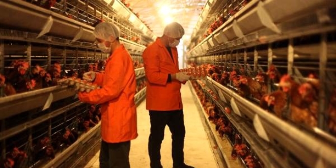 Cezaevi de�il fabrika! G�nl�k 49 bin yumurta �retiliyor