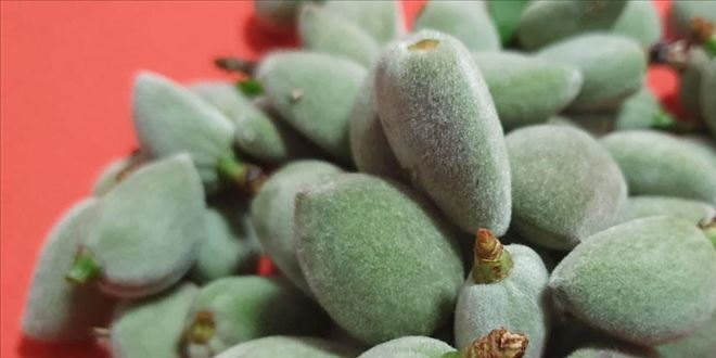 Badem çağlasının kilogramı 100 liradan satılıyor
