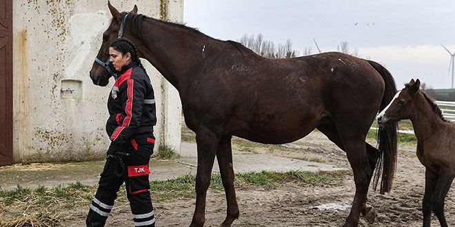 Yar�� atlar�na 'anne' dokunu�u