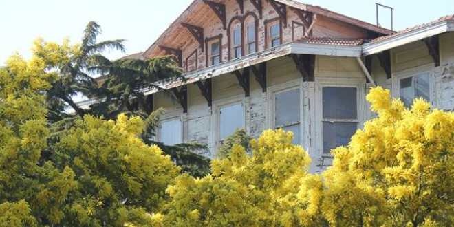 Adalar'�n simgesi mimoza a�a�lar�na dokunana ceza