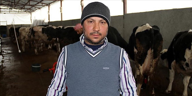 Suriyeli veteriner Şanlıurfa'da süt üreticisi oldu