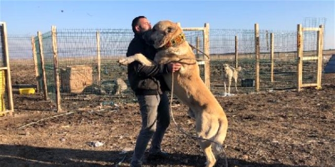 Köpek merakı ev sattırdı! 10 ile 20 bin lira arasında satıyor