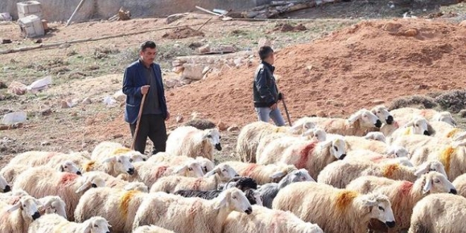 Devlet desteğiyle çoğalttı, 3 ailenin geçimini sağlıyor