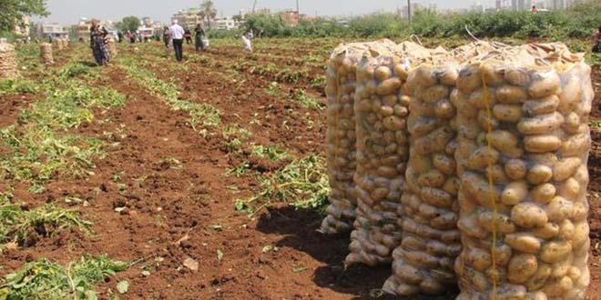 Patates yüzde 100 zamlandı