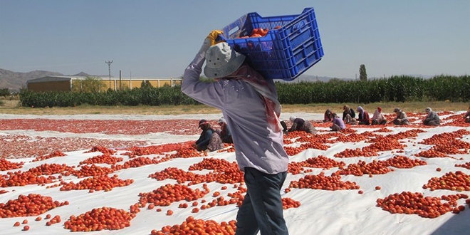 Mevsimlik tarım işçileri için koronavirüs tedbiri