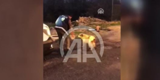 Polis ekipleri sokak hayvanları için mesire alanlarına yem bıraktı