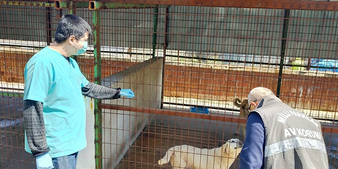 Tarım ve Orman Bakanlığı sokak hayvanları için harekete geçti