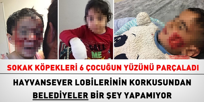 Sokak kpekleri 6 ocua saldrd, 3' ar yaral