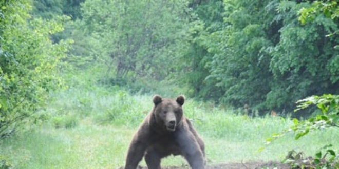 Artvin'de kent merkezine inen ay� ve 2 yavrusu kameralara yans�d�