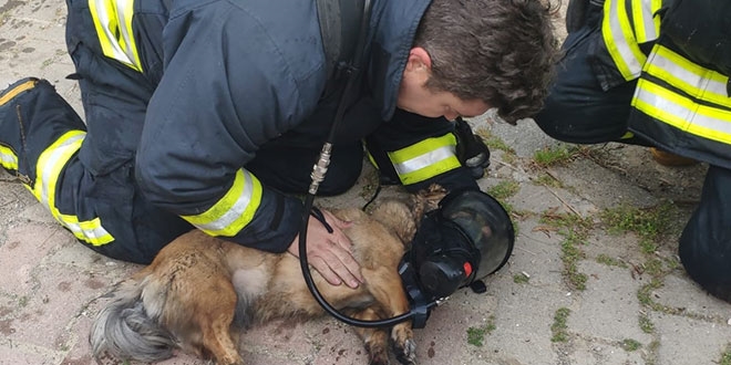 Muğla'da yangın çıkan evdeki köpekler kalp masajıyla kurtarıldı