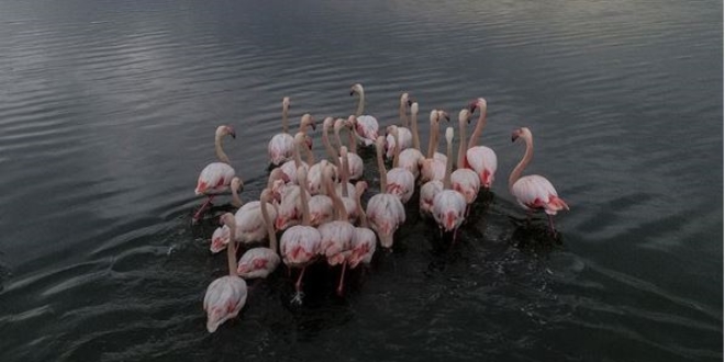 Flamingoların uzun süreli dostluklar kurduğu ortaya çıktı