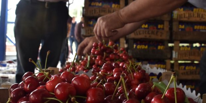 Sezonun ilk kiraz ak artrmayla kilogram 400 liradan satld