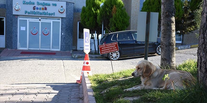 Sahibi yoğun bakıma alınan köpek, 5 gündür hastane önünde bekliyor