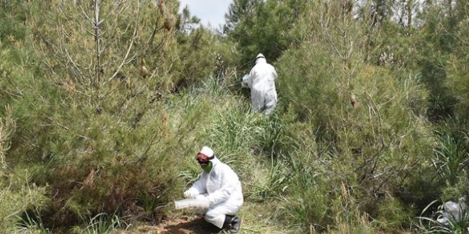 'Terminatör böcekler' ormanları korumak için iş başında