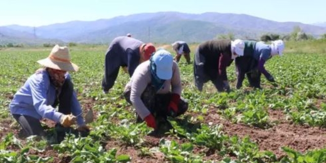 İBB, çiftçinin satamadığı ürünleri alacak