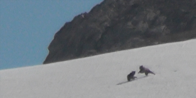 Mercan Vadisi'nde boz ay�lar g�r�nt�lendi