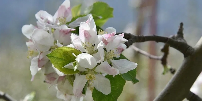 Isparta'da elma ağaçları çiçek açtı