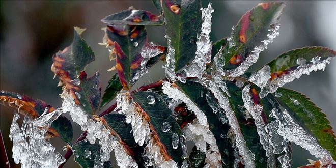 Meteorolojiden zirai don uyarısı