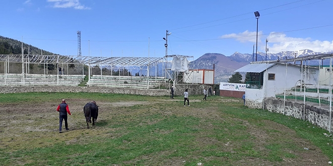 Koronavirüsü hiçe sayıp boğaları güreştirdiler