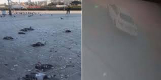 Eminönü Meydanı'nda otomobiliyle güvercin katliamı yaptı