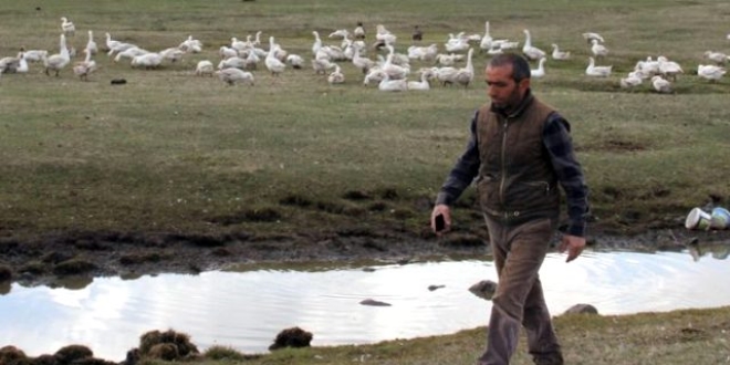 Kaz üreten girişimci, talebe yetişmekte zorlanıyor