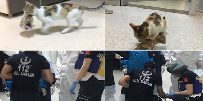 Anne kedi hasta yavrusunu bir hastanenin acil servisine götürüp tedavi ettirdi
