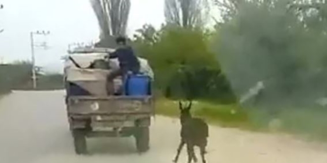 Eşeği traktöre bağlayıp sürükleyen kişiye 947 lira ceza