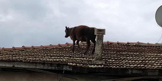Ahırdan kaçtı, çatıya çıktı