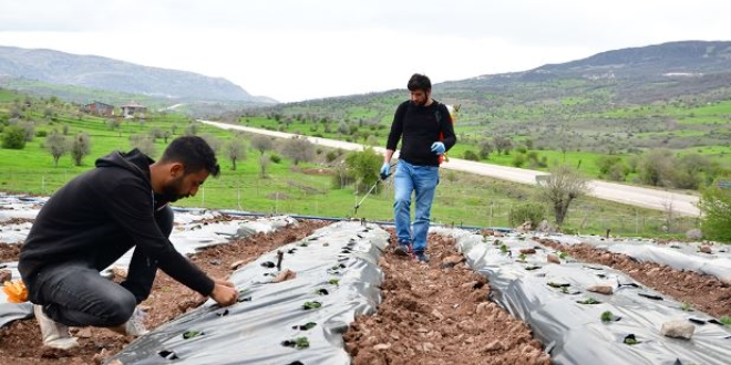 Dersi ödevinden yola çıkıp köyünde çilek tarlası oluşturdu