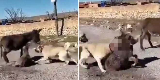 Köpeklerini, eşek yavrusuna saldırtan şüpheli yakalandı
