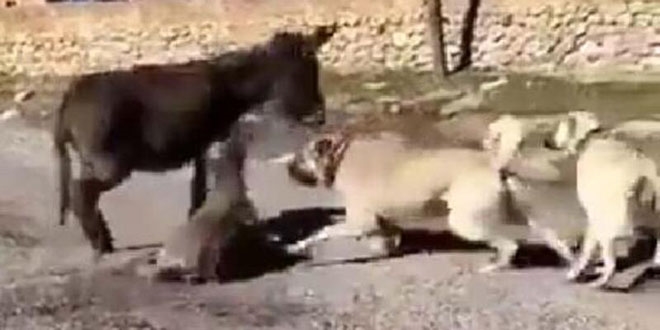 Çoban köpeklerini sıpaya saldırtan genç, serbest bırakıldı
