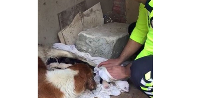 Polis, köpekleri yağmurdan kurtardı, elleriyle kuruladı