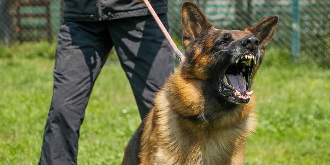 Köpekler için dikkat çeken çağrı: Virüslü hastayı tespit edebilirler