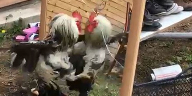 Aynadaki görüntüsüyle kavga eden horoz, gülümsetti