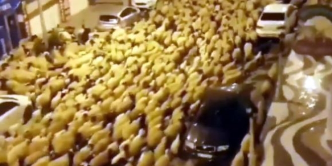 Şehir merkezinden koyun sürüsü geçiren çobana ceza