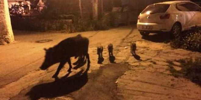 Aç kalan domuz, yavrularıyla ilçe merkezinde yiyecek aradı