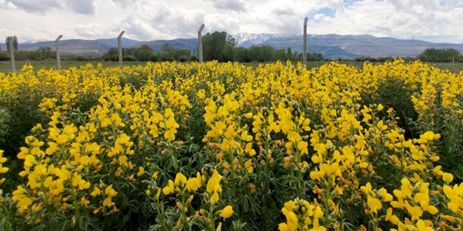 Bu �i�e�i koparman�n cezas� 73 bin TL