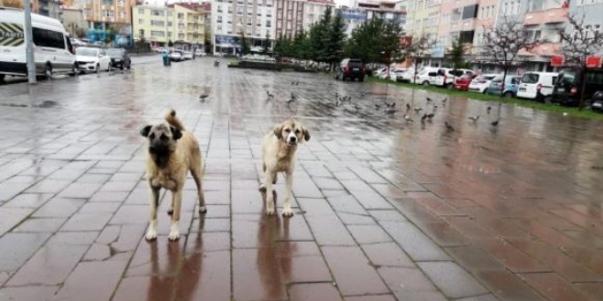 Yurt genelinde 'Evde kal' �a�r�s�na b�y�k �l��de uyuluyor